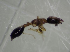 Monomorium floricola