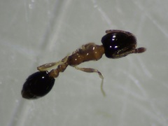 Monomorium floricola