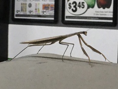 Tenodera australasiae