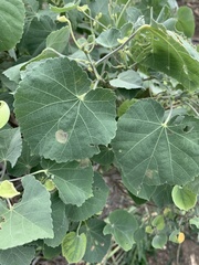 Philodoria marginestrigata