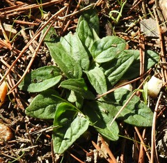 Prunella grandiflora