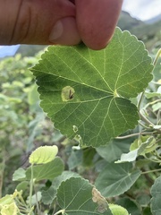 Philodoria marginestrigata