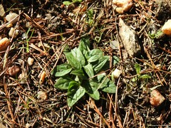 Prunella grandiflora
