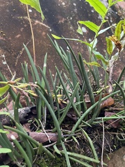 Brassavola nodosa