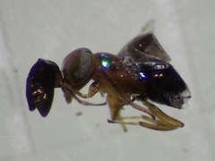 Anagyrini