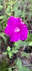 Ipomoea elongata
