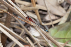 Xanthagrion erythroneurum