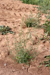 Chenopodium striatiforme