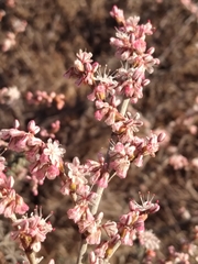 Eriogonum wrightii dentatum