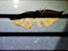 Parepisparis multicolora