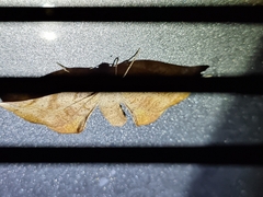 Parepisparis multicolora