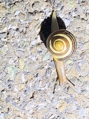 Cepaea