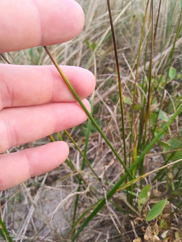 Image of Carex silicea by (c) Mike Zifkin, some rights reserved (CC BY)