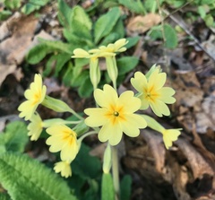Primula vulgaris