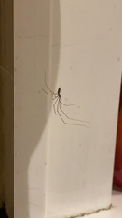 Pholcus phalangioides
