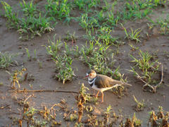 Charadrius tricollaris