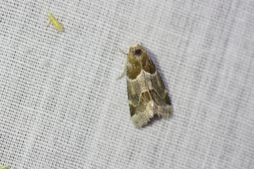 Schinia sexplagiata photo 3