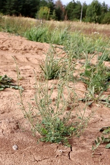 Chenopodium striatiforme