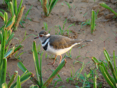 Charadrius tricollaris