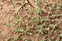 Polygonum aviculare