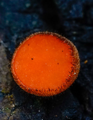 Scutellinia