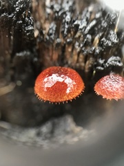 Phaeomarasmius