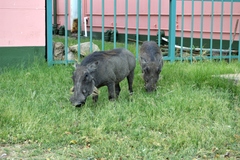 Phacochoerus africanus