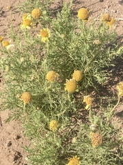 Gaillardia megapotamica