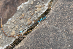 Austroagrion watsoni