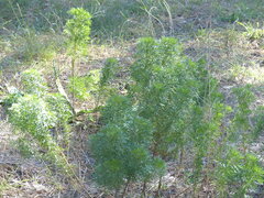 Eupatorium compositifolium
