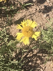 Gaillardia megapotamica