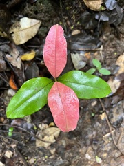 Myrceugenia planipes