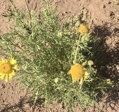Gaillardia megapotamica