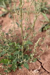 Chenopodium striatiforme