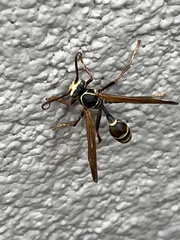 Mischocyttarus flavitarsis