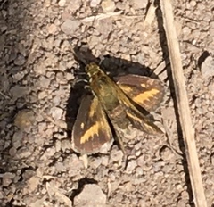 Taractrocera papyria