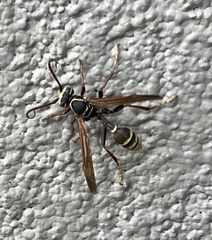 Mischocyttarus flavitarsis