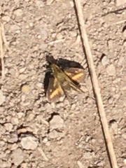 Taractrocera papyria