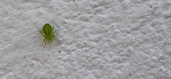 Araneus uniformis
