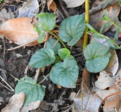 Viola riviniana