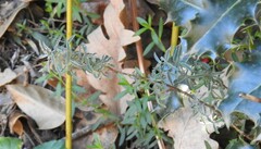 Adenocarpus hispanicus