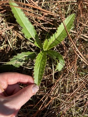Cirsium horridulum
