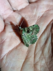 Aeolochroma hypochromaria
