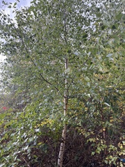 Betulaceae