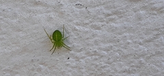 Araneus uniformis