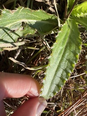 Cirsium horridulum