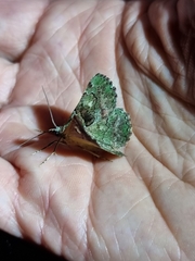 Aeolochroma hypochromaria