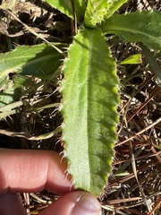 Cirsium horridulum
