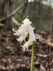 Hyacinthoides