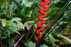 Phaethornis longirostris